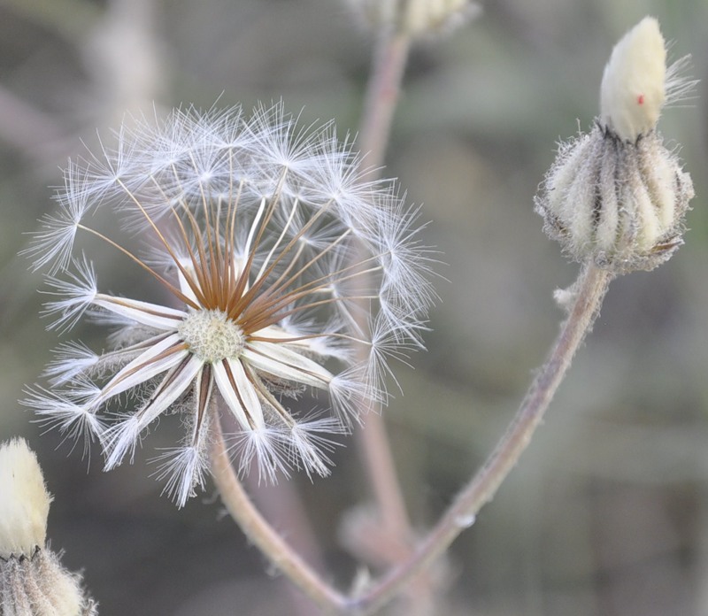 Изображение особи род Crepis.