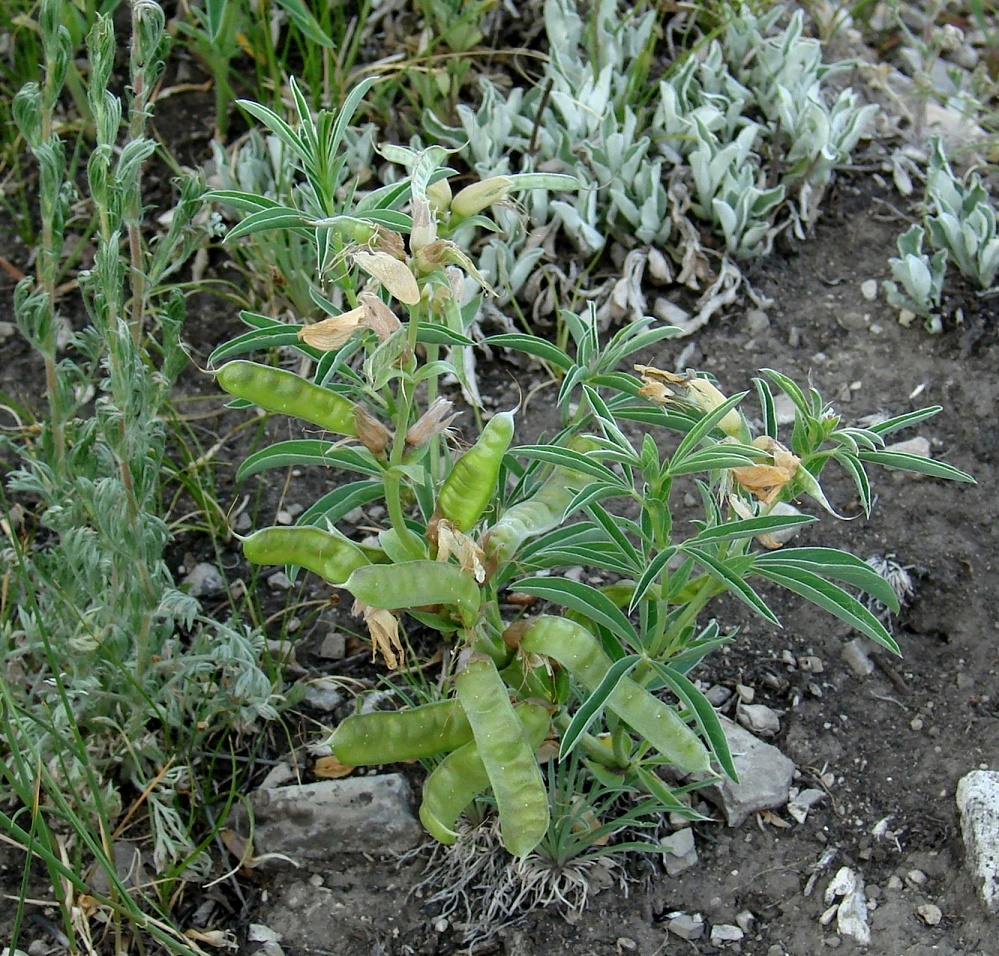 Изображение особи Thermopsis lanceolata.