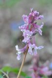 Corydalis marschalliana. Соцветие. Азербайджан, окр. г. Куба (Губа), лесопарк. 6 апреля 2017 г.