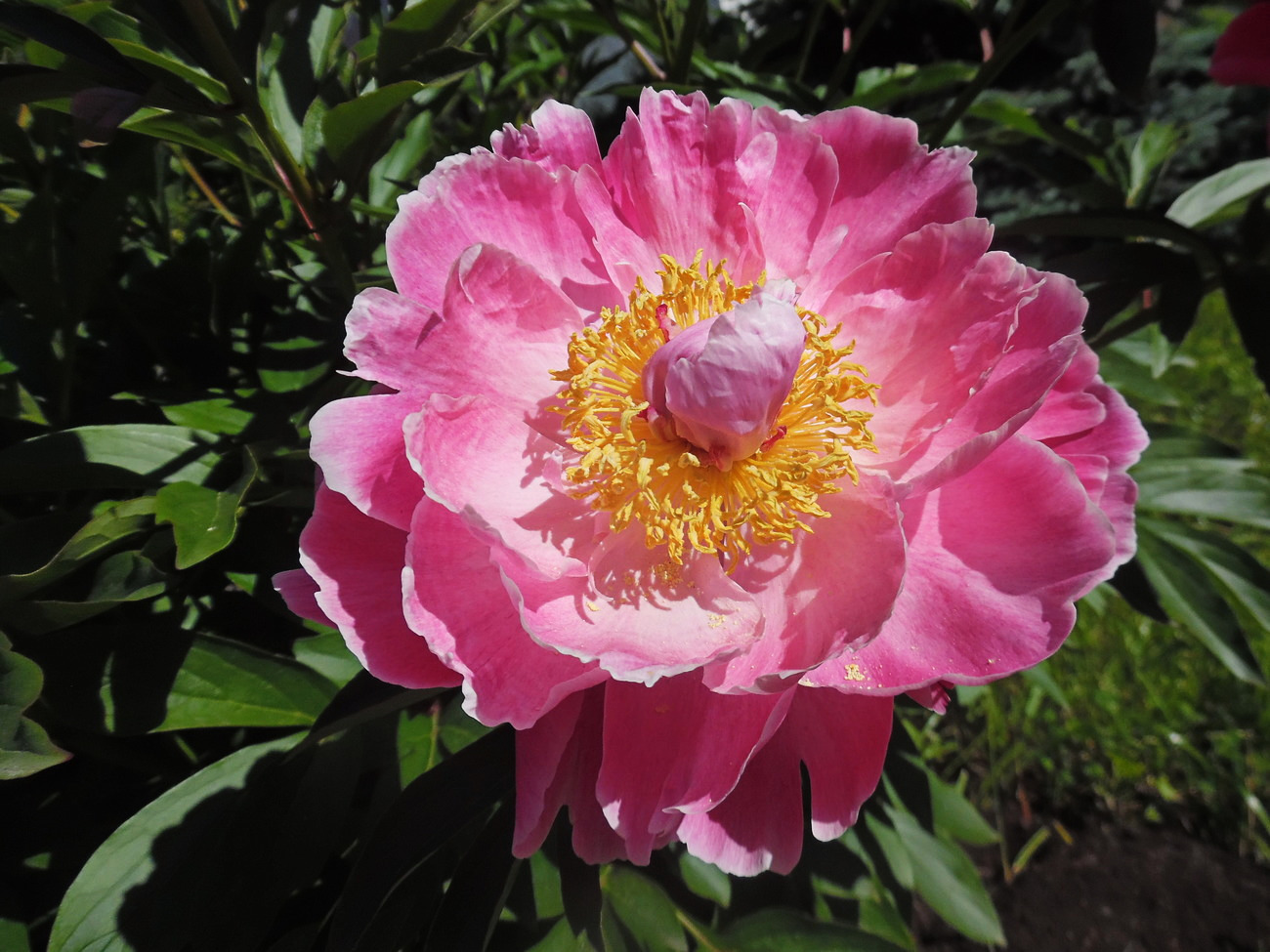 Image of Paeonia lactiflora specimen.