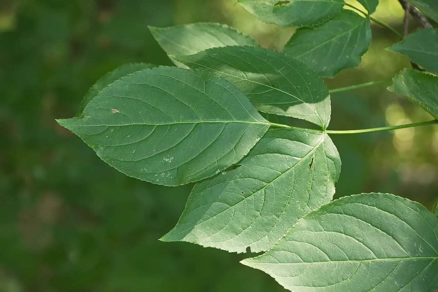 Изображение особи Staphylea colchica.