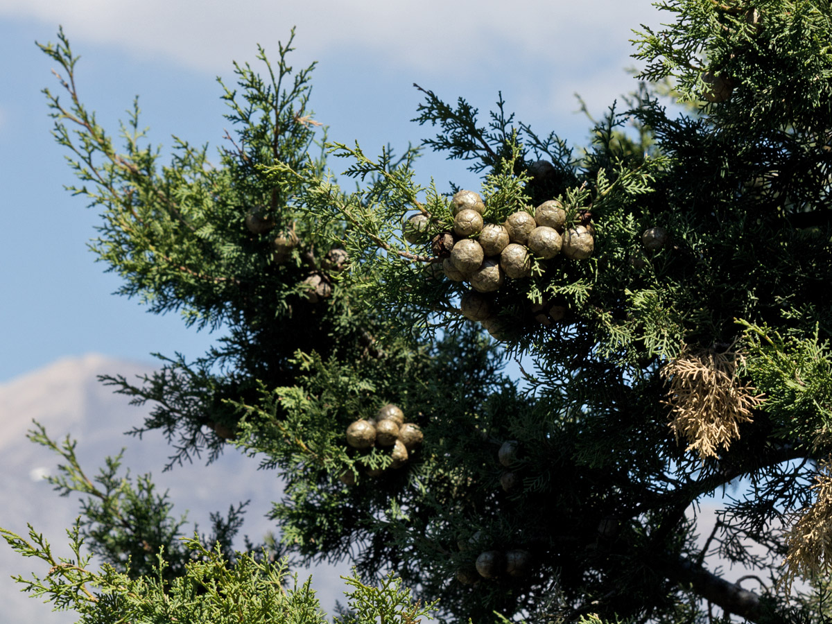 Изображение особи Cupressus sempervirens.