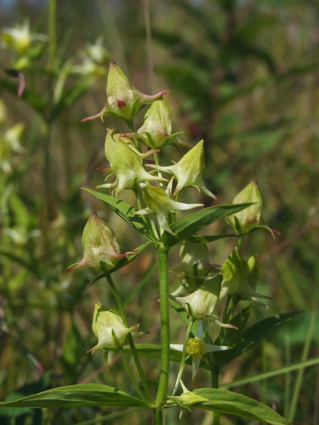 Image of Halenia corniculata specimen.