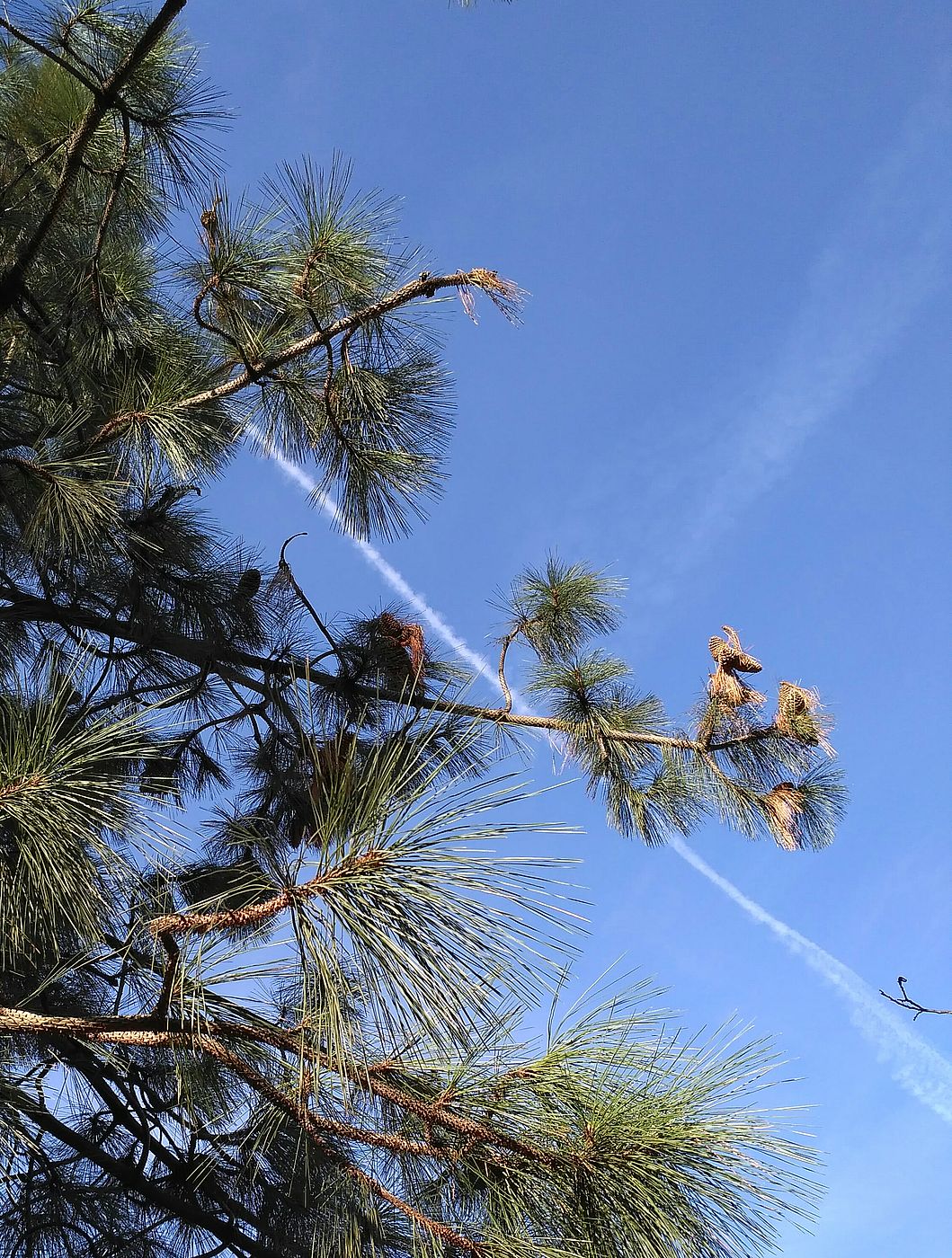 Изображение особи Pinus sabiniana.