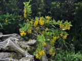 Berberis vulgaris. Цветущее растение. Адыгея, Фишт-Оштеновский массив, верховья р. Белая, ≈ 1600 м н.у.м., на скале. 05.07.2017.