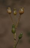 Holosteum umbellatum