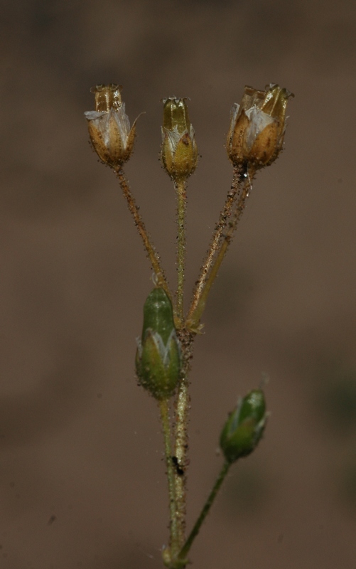 Image of Holosteum umbellatum specimen.