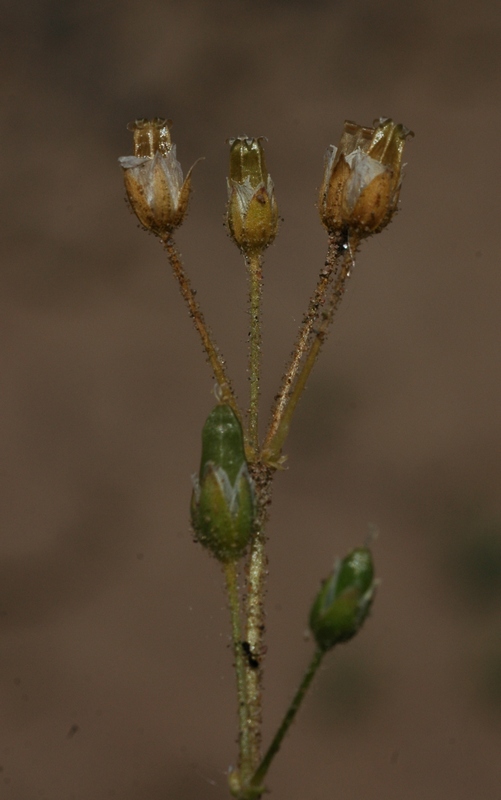 Изображение особи Holosteum umbellatum.