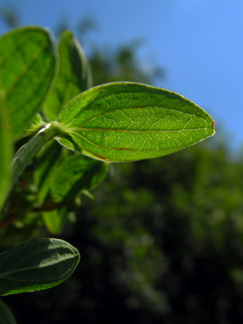 Image of Hypericum maculatum specimen.