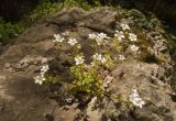 Saxifraga irrigua