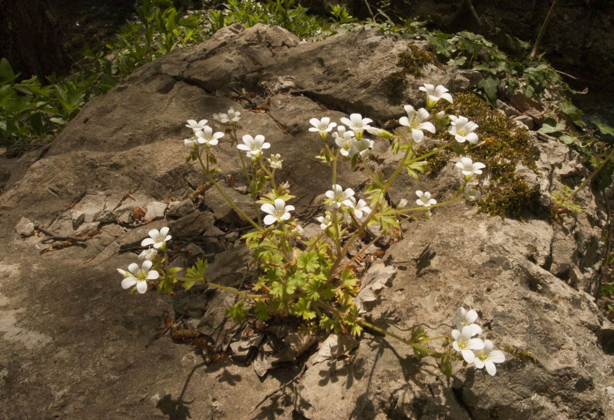 Image of Saxifraga irrigua specimen.