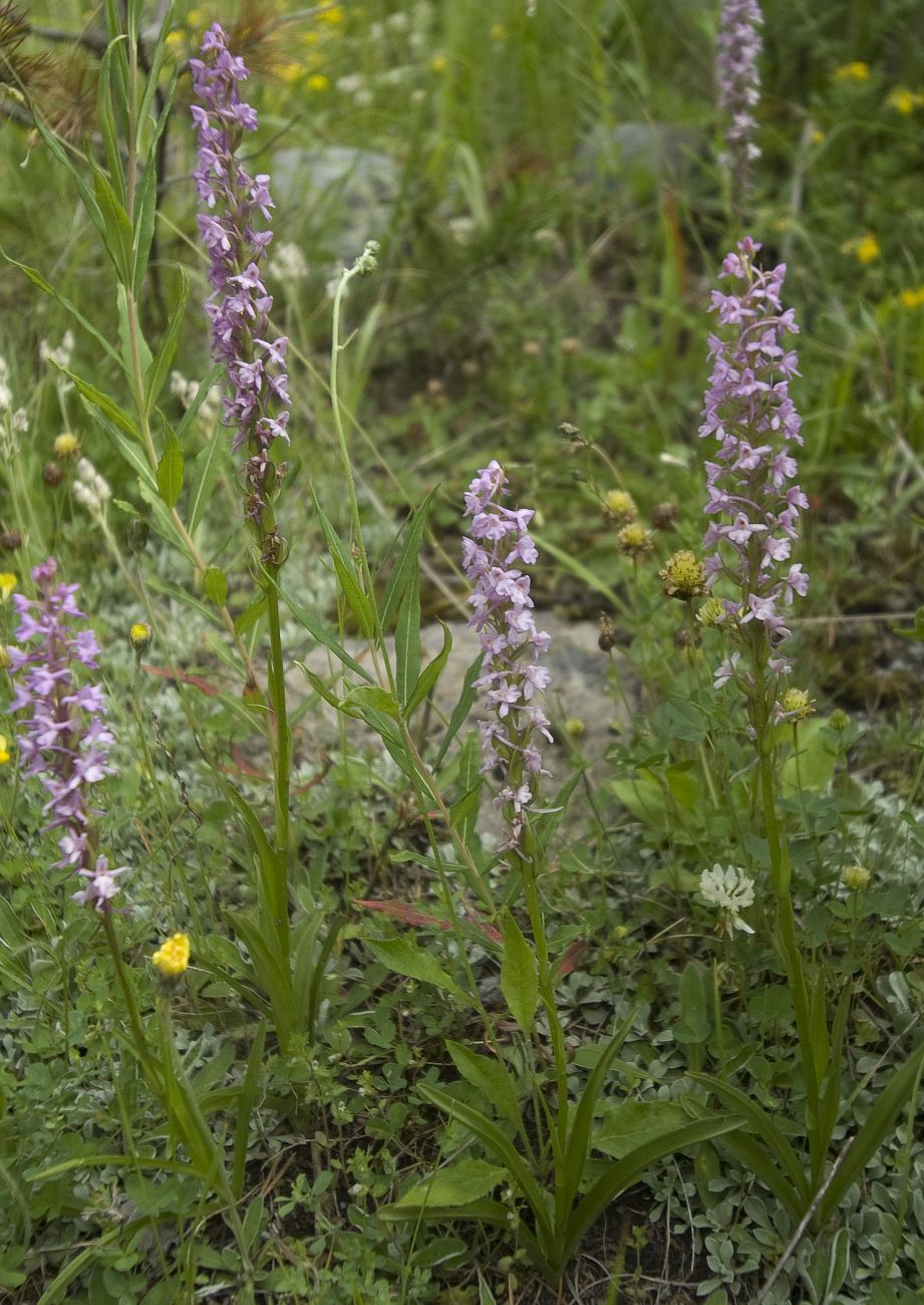 Изображение особи Gymnadenia conopsea.