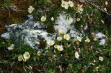 Dryas oxyodonta