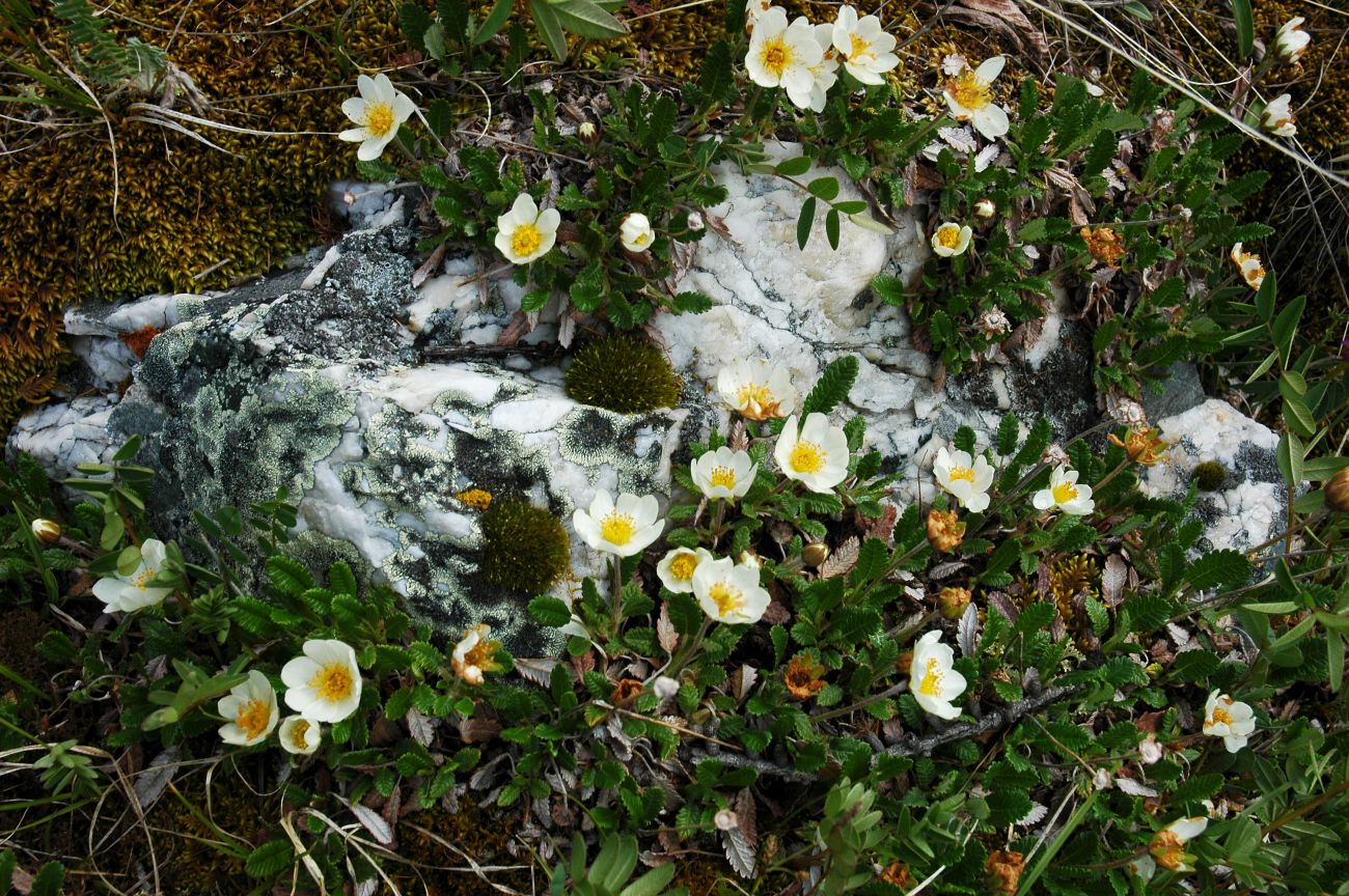 Image of Dryas oxyodonta specimen.