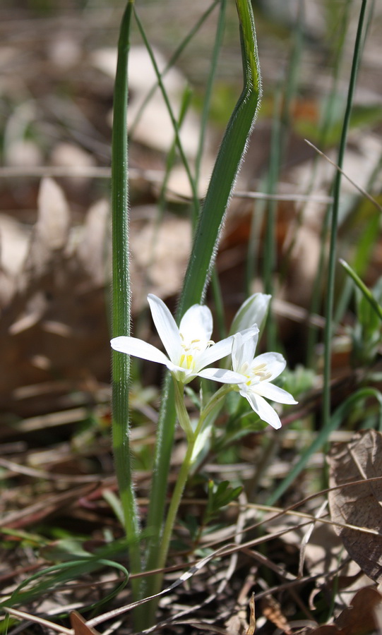 Изображение особи Ornithogalum fimbriatum.