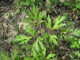 Ranunculus repens. Лист. Краснодарский край, Абинский р-н, окр. пос. Новый, широколиственный лес, у сырой лесной дороги. 16.04.2018.