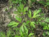 Ranunculus repens