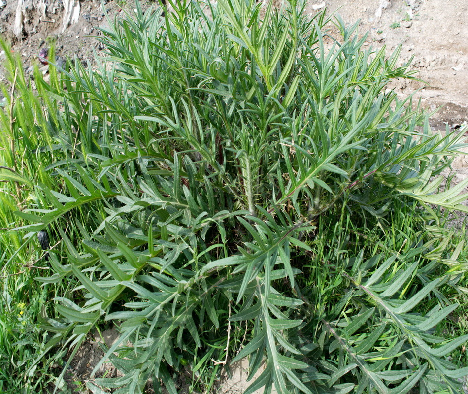 Image of Cirsium serrulatum specimen.