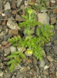 Potentilla supina. Зацветающее растение. Крым, Симферополь, западный берег Симферопольского водохранилища, зона разлива. 13 мая 2018 г.