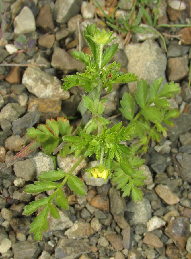 Image of Potentilla supina specimen.