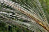 Stipa pennata. Части соплодий. Донецк, балка. 27.05.2018.