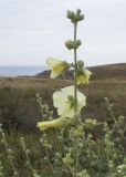 Alcea rugosa