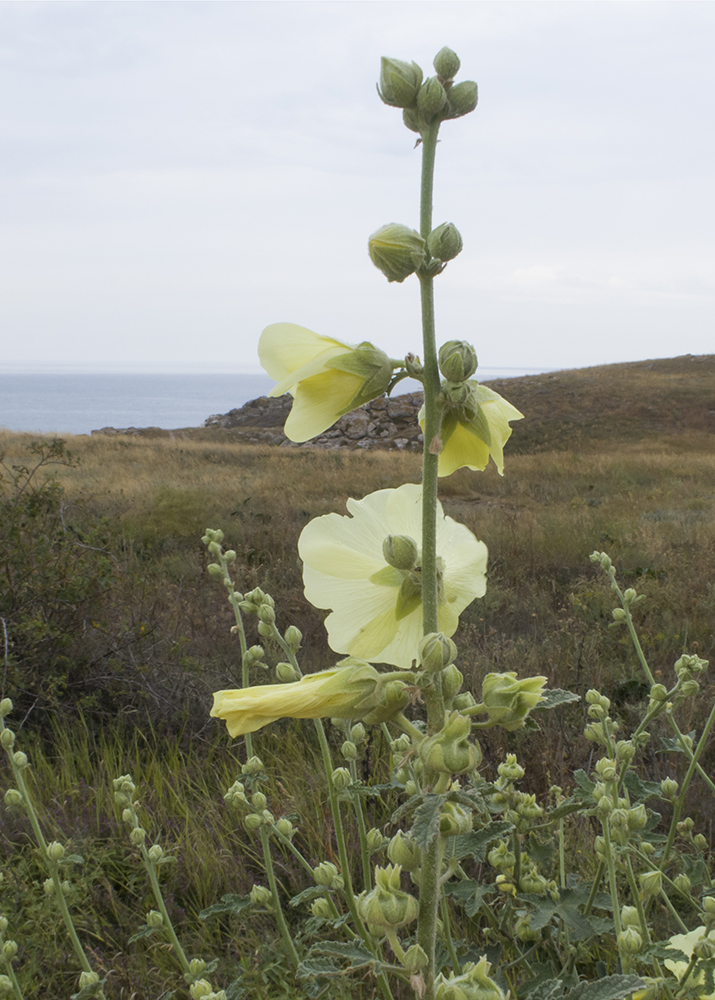 Image of Alcea rugosa specimen.