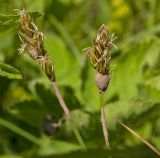 genus Carex. Верхушки цветущих растений c присохшими брызгами грязи. Пермский край, пос. Юго-Камский, луг на границе с грунтовой дорогой. 24 июня 2018 г.