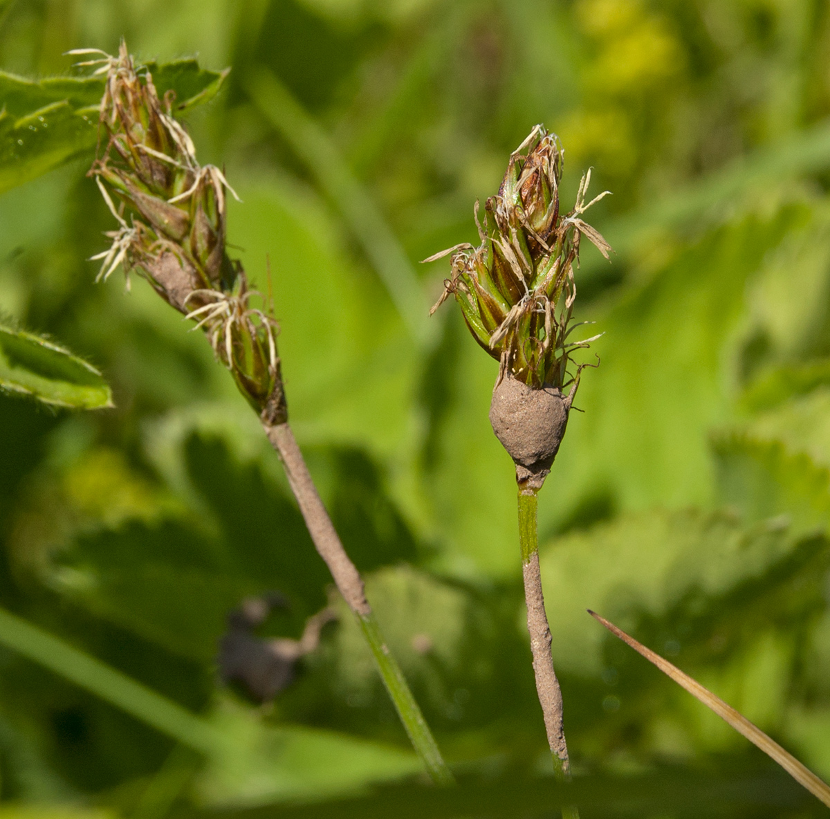 Изображение особи род Carex.