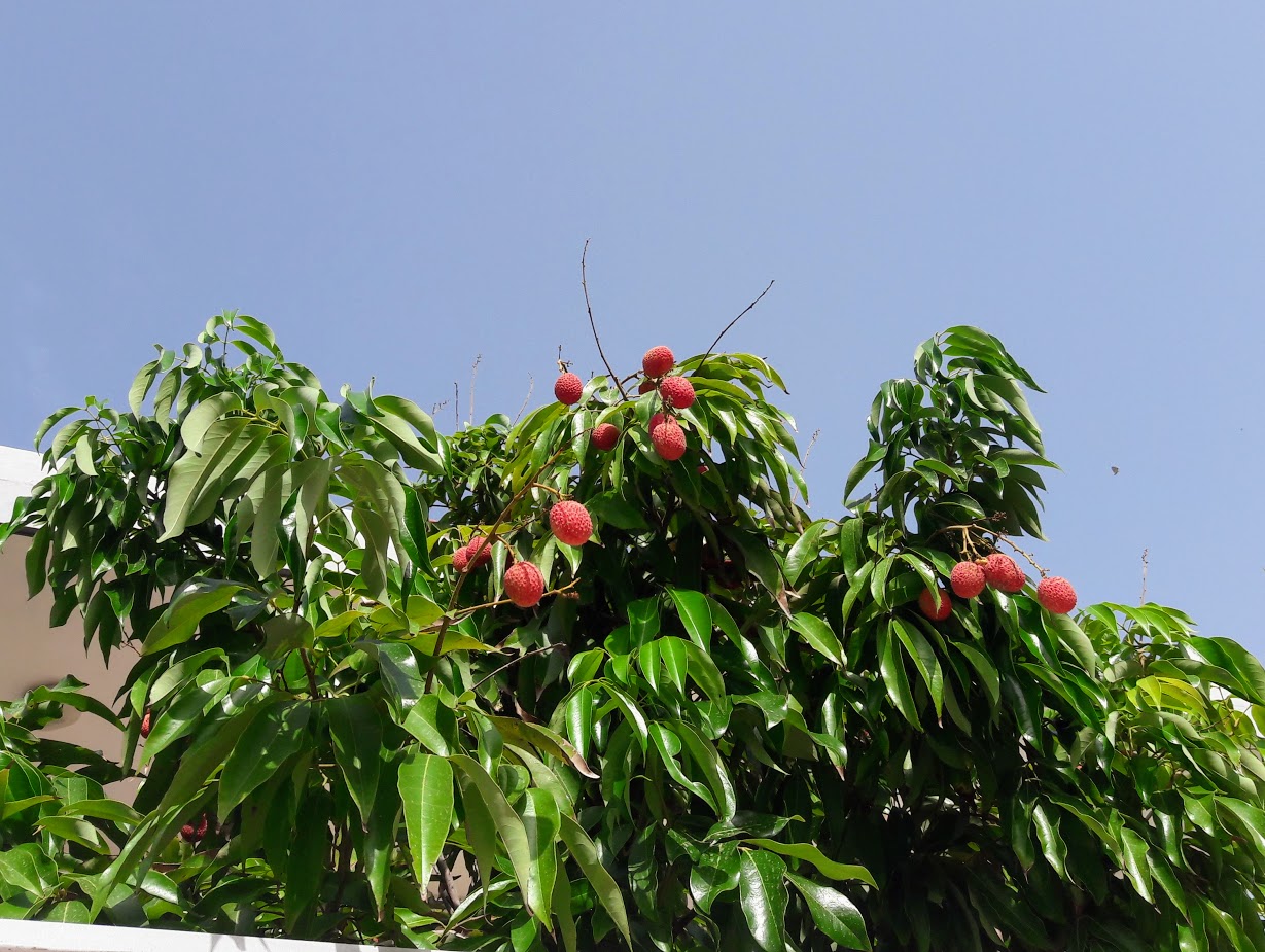 Изображение особи Litchi chinensis.