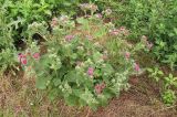 Arctium tomentosum