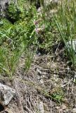 Silene lychnidea