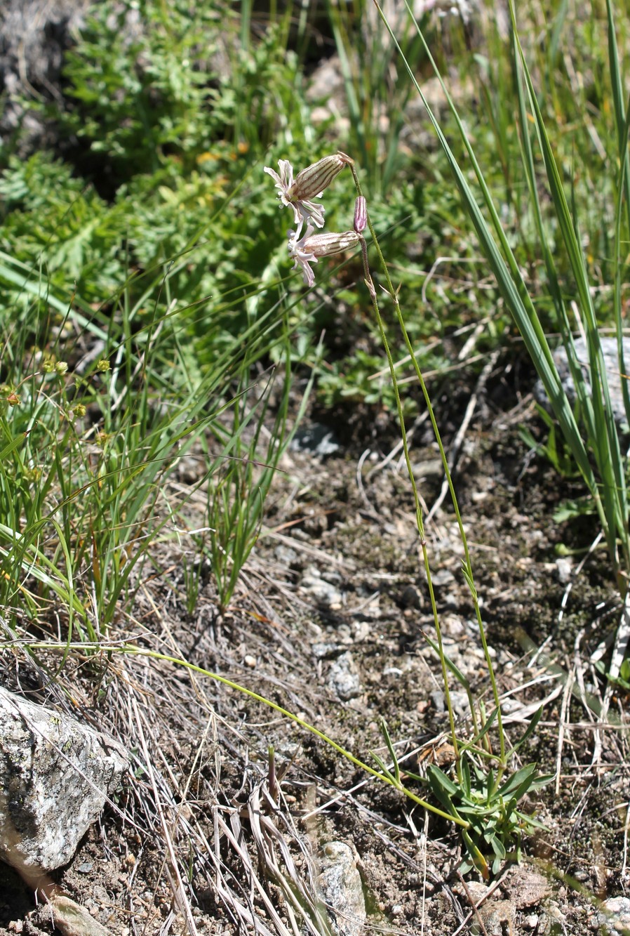 Изображение особи Silene lychnidea.