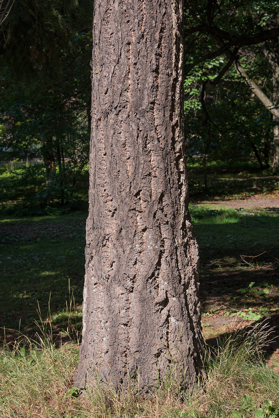 Image of Abies lasiocarpa specimen.