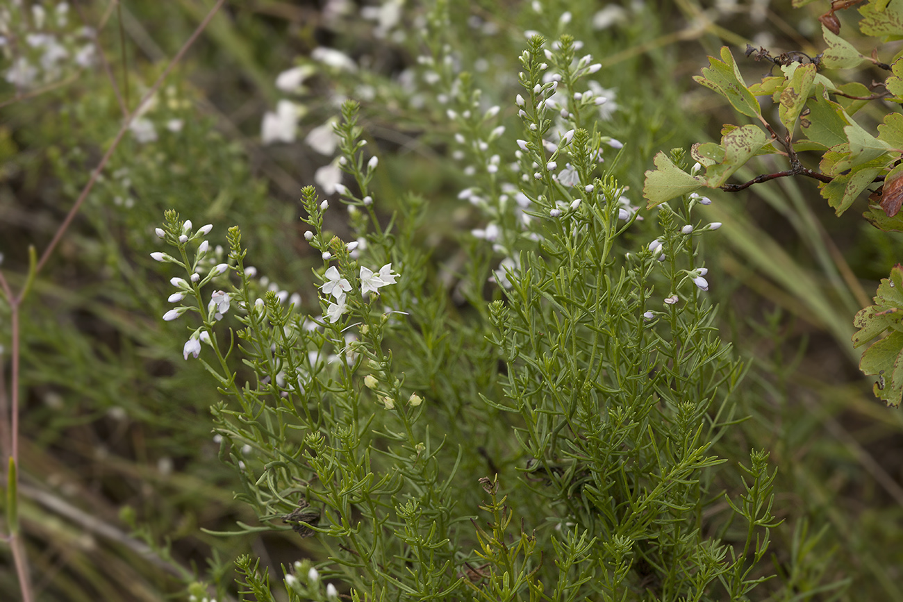 Image of Veronica pinnata specimen.