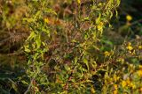 Hieracium umbellatum