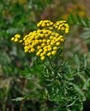 Tanacetum vulgare. Верхушка растения с соцветиями. Московская обл., Шатурский р-н, долина р. Поля, залежь. 18.08.2018.