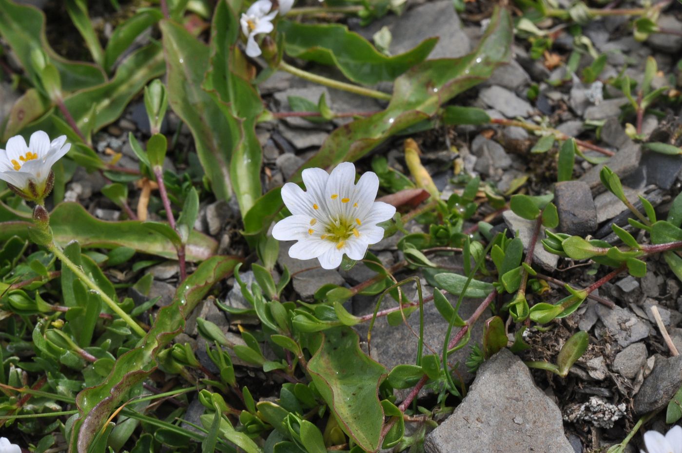 Изображение особи Dichodon cerastoides.