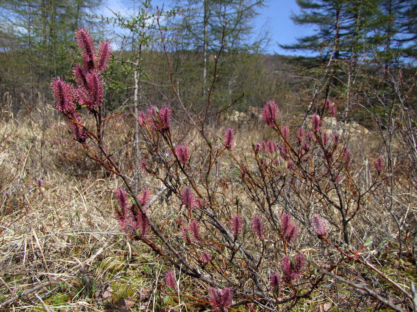 Image of Salix saxatilis specimen.