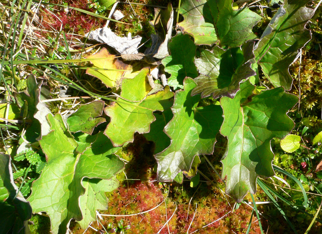 Image of Petasites frigidus specimen.