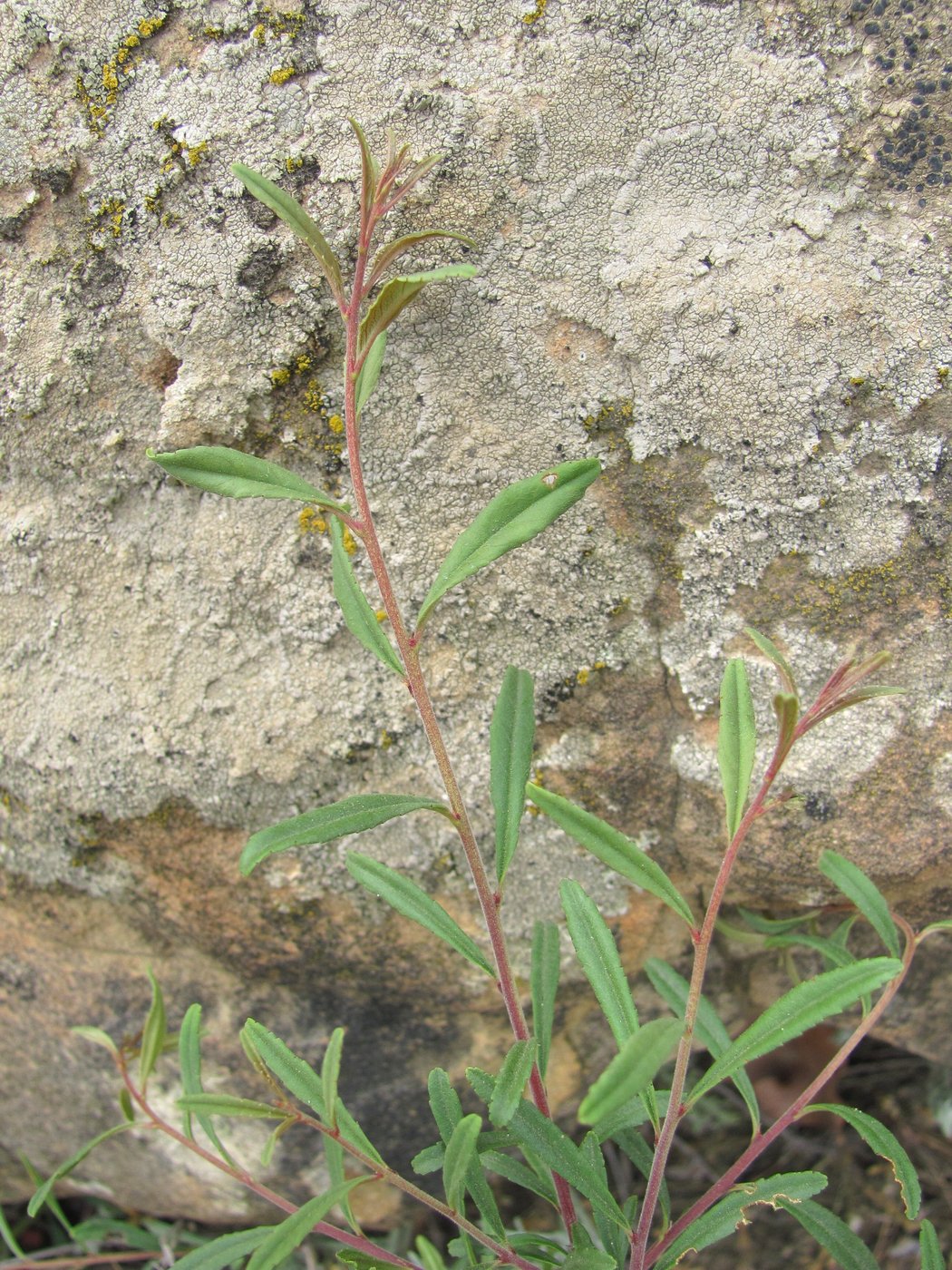 Image of Rhamnus erythroxyloides specimen.