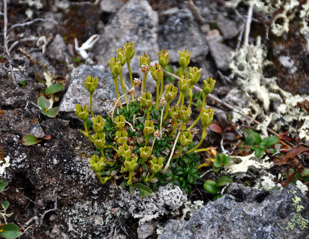 Изображение особи Diapensia lapponica.