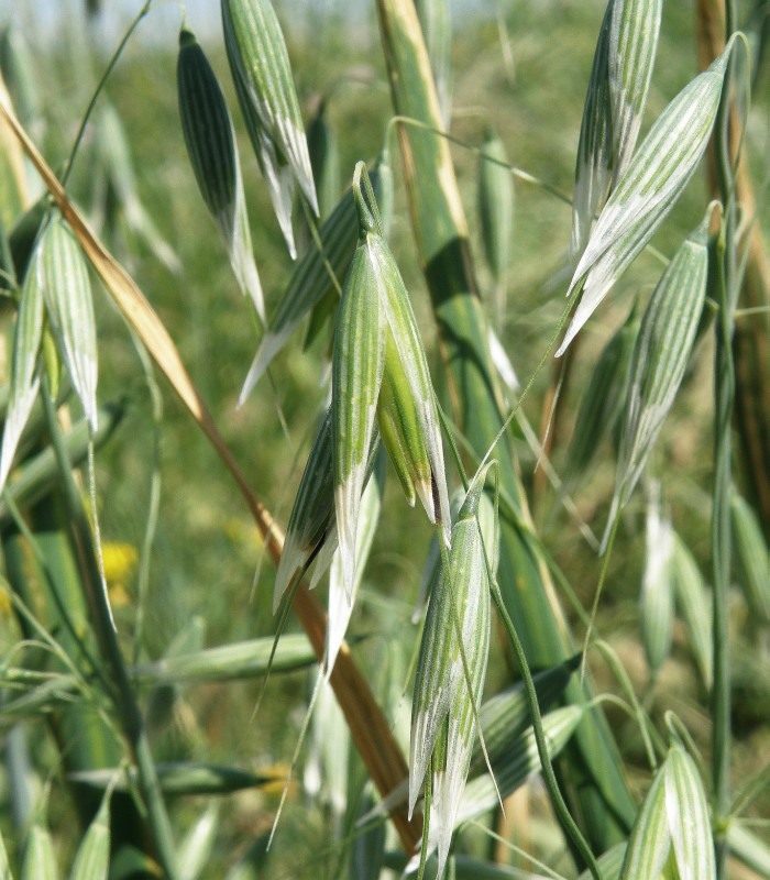 Image of Avena sativa specimen.