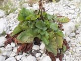 Rumex alpinus
