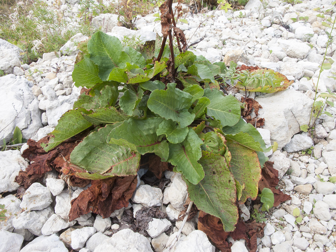 Image of Rumex alpinus specimen.