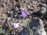 genus Veronica. Верхушка цветущего растения. Грузия, край Самцхе-Джавахети, Аспиндзский муниципалитет, окр. крепости Тмогви, левый борт долины р. Кура, восточный склон Эрушетского нагорья. 12.10.2018.