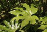 Fatsia japonica
