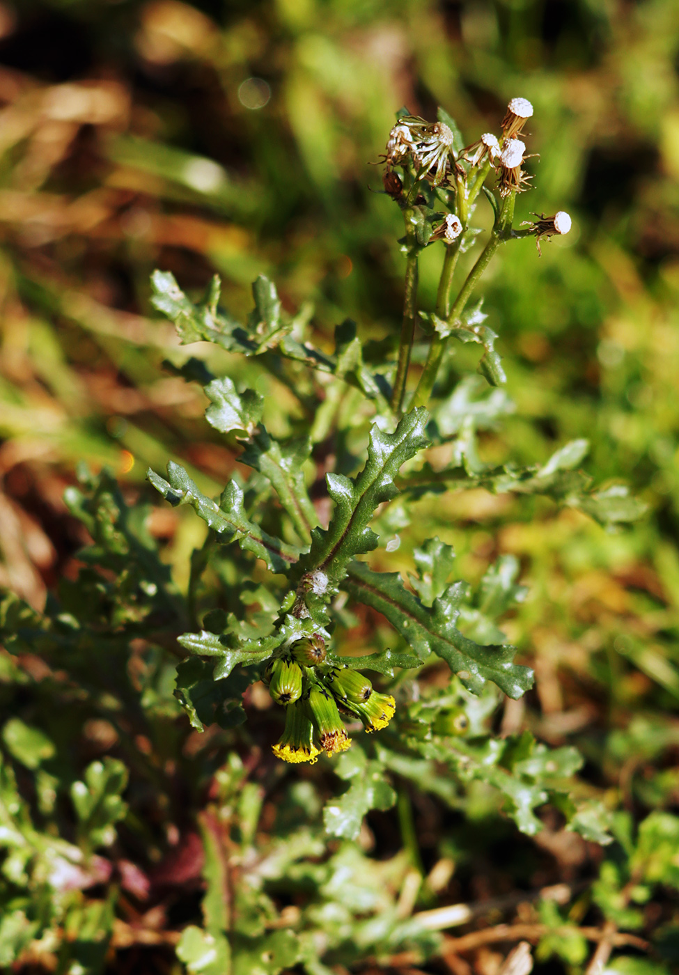 Image of Senecio vulgaris specimen.