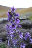 Delphinium inconspicuum. Соцветие. Республика Алтай, Усть-Коксинский р-н, Теректинский хребет, берег озера Большая Громотуха, выс. 2300 м н.у.м. 08.09.2018.