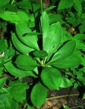 Lilium martagon